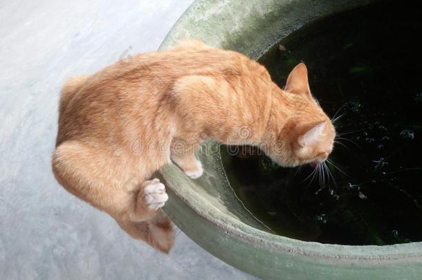 猫挂在脸盆上喝水