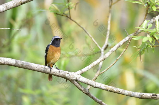 Daurian Redstart（台湾候鸟）。