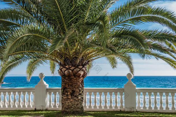 棕榈树的特写在热带天堂与栏杆和海洋