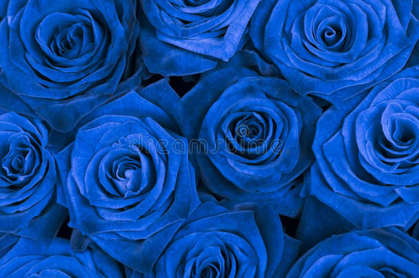 背景有美丽的蓝色玫瑰