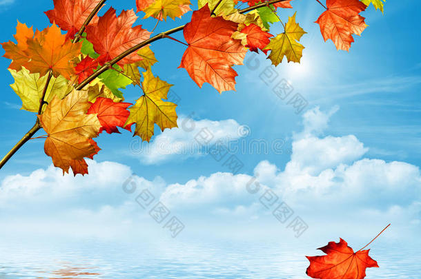 <strong>秋天的</strong>树叶。 <strong>金色的秋天</strong>。