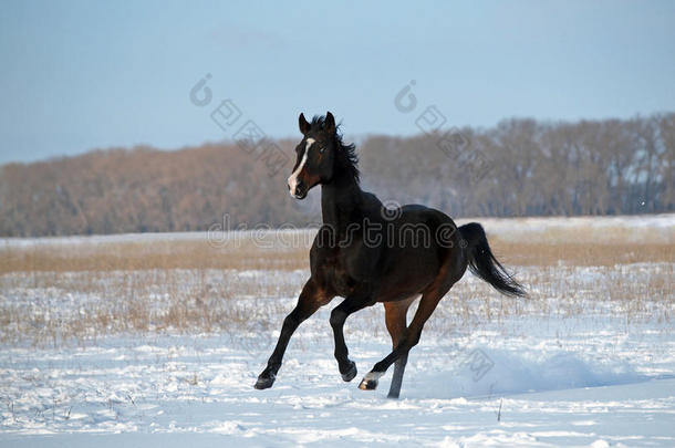 一匹在雪地上<strong>飞驰</strong>的马