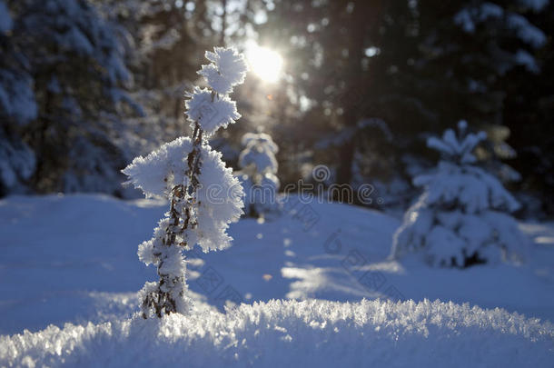 德国，巴伐利亚，雪覆盖着背光<strong>的小树</strong>枝