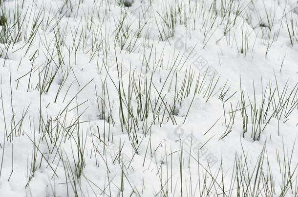 奥地利，萨尔茨堡，雪<strong>中</strong>的<strong>草</strong>叶