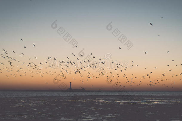 鸟类在日落时飞过冰冻的海洋-复古的复古效果