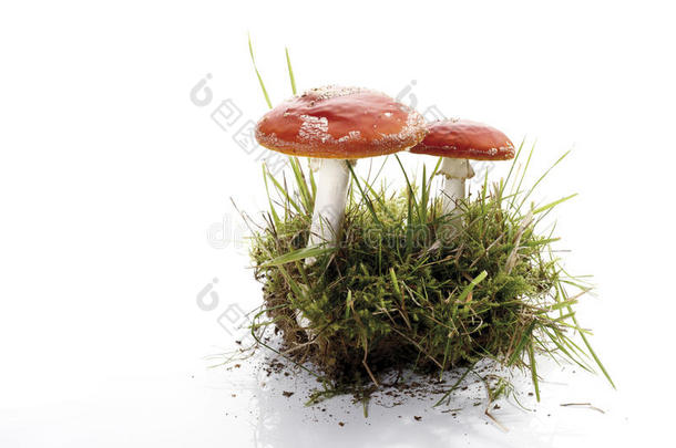 飞琼脂菇（番木瓜）在苔藓斑块