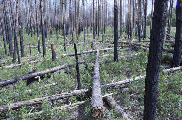 火灾后的森林