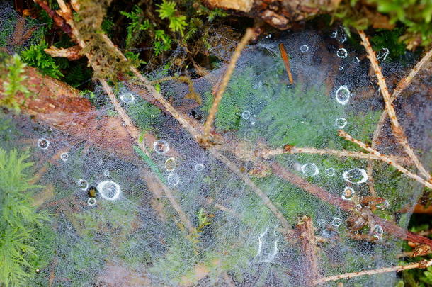 森林地板上蜘蛛网中的露水
