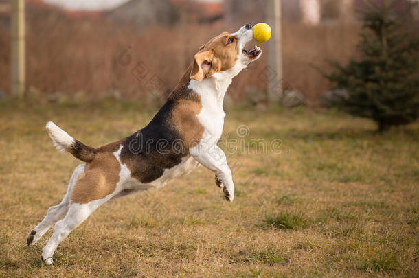 比格犬<strong>接球</strong>