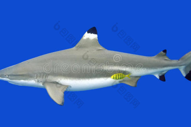 黑尖礁鲨鱼与黄色领航鱼