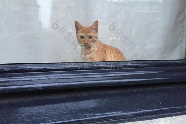 猫小猫等待窗口