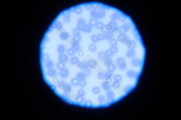 血液涂片：显微镜下红细胞
