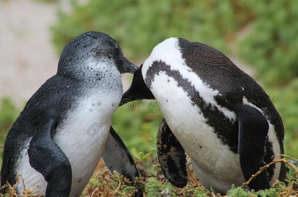 企鹅之吻