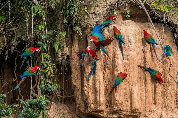 马德雷德迪秘鲁亚马逊丛林中，金刚鹦鹉在舔粘土