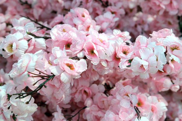 春天桃树粉红色的摘花