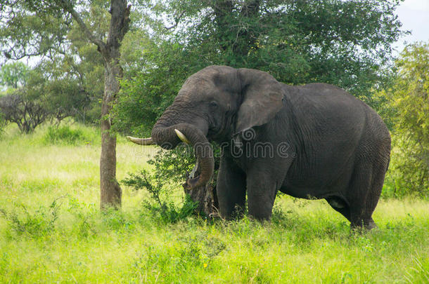 非洲大象在萨凡纳