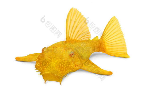 金色鲶鱼鲶鱼