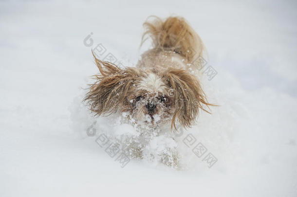 狗施子在雪地里。