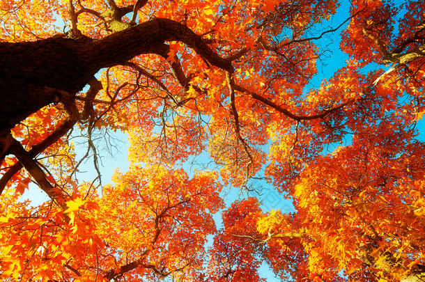 槭树空气和自主的秋天