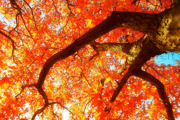 槭树和自主的秋天秋天的