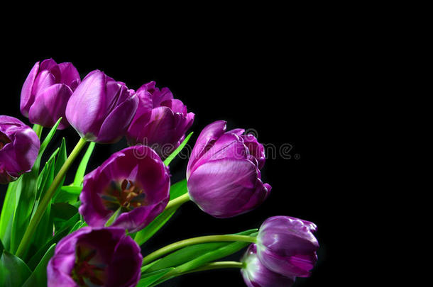 黑色背景上的深紫色郁金花束