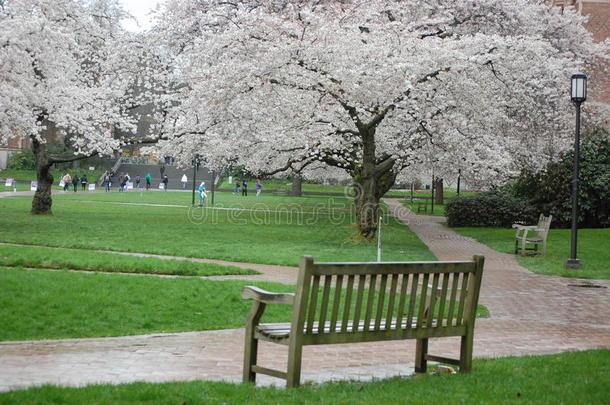 <strong>华盛顿</strong>大学的樱花。