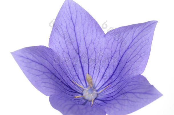 紫<strong>桔梗</strong>