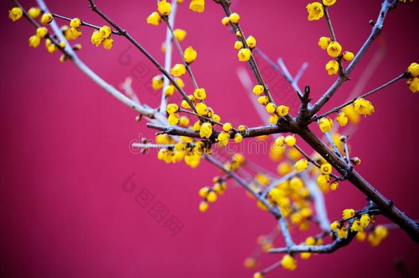 花蒂托尼与粉红色的墙作为背景