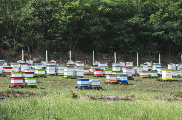 蜜蜂农场的蜂箱