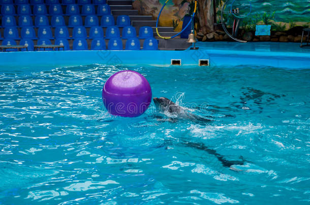 海豚和球