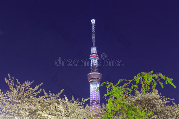 黄昏时分，东京的樱花和东京的天空树