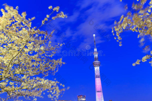 黄昏时分，东京的樱花和东京的天空树