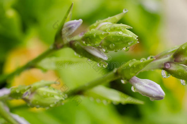 雨后