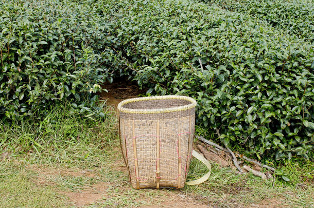 绿茶田和篮子收集的绿茶叶子