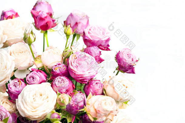 牡丹-玫瑰的特写花卉构图