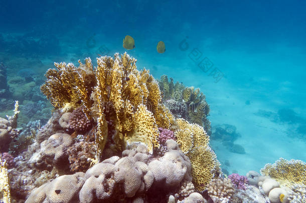 珊瑚礁与外来鱼类蝴蝶鱼-水下
