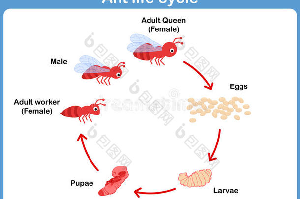 成人蚂蚁植物学的植物学<strong>卡通</strong>