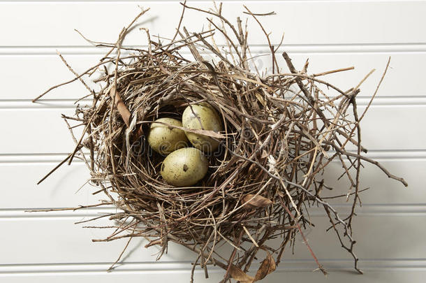 在木头上筑巢的<strong>鸡</strong>蛋