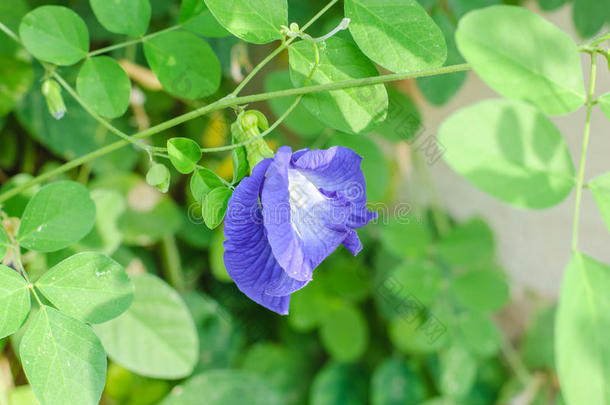 蝴蝶豌豆花