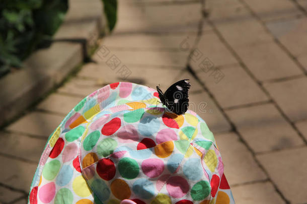 蝴蝶在一个小女孩的帽子上