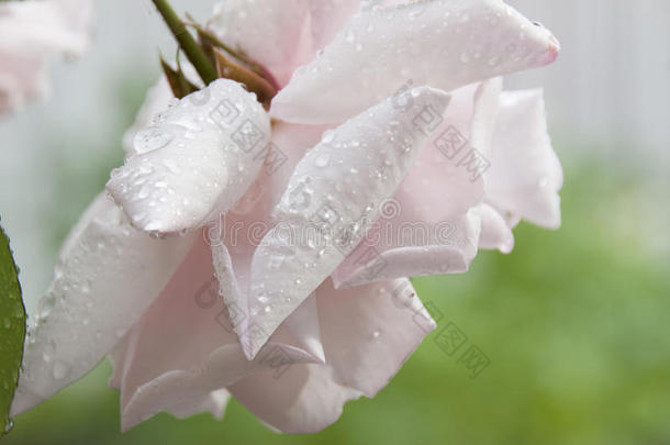 美丽的淡粉色玫瑰
