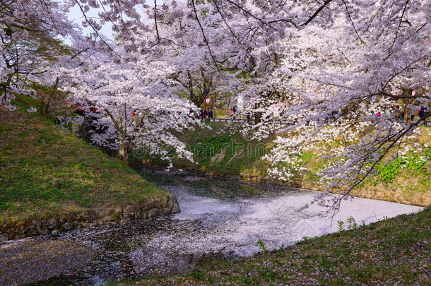 广崎公园的樱花