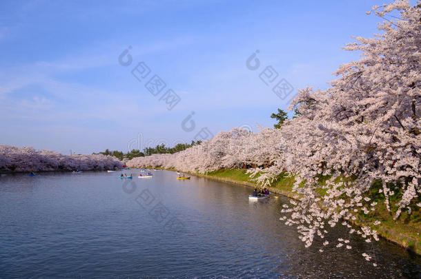 广崎公园的樱花