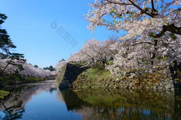 樱花和<strong>广</strong>崎城堡