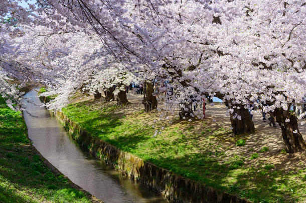 广崎公园的樱花