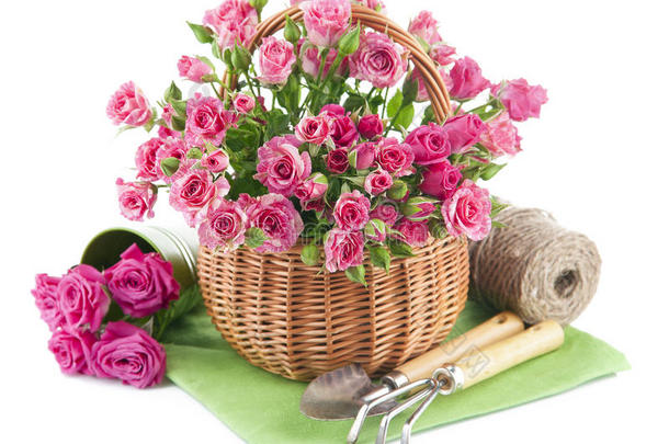 用花园工具把粉红色的玫瑰放在篮子里