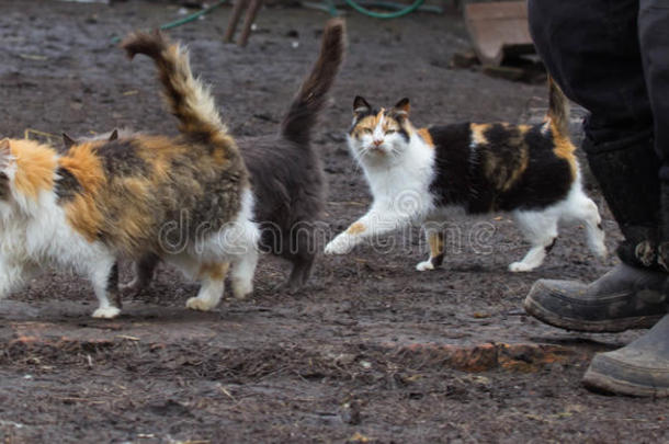 尾巴翘起来的猫跑来跑去