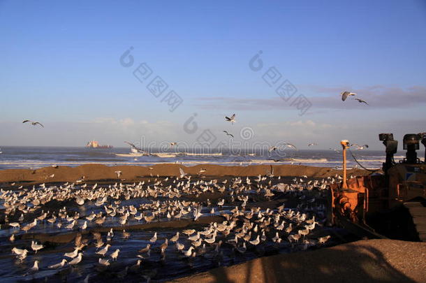 海滩滋养推土机Katwijk