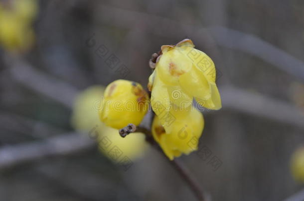 多香果有色的花绿色在里面