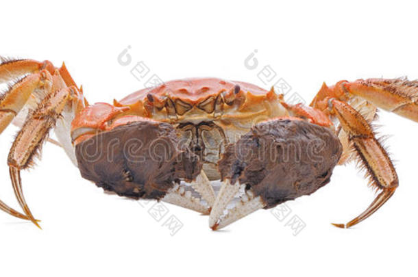 白色背景上分离的大闸蟹
